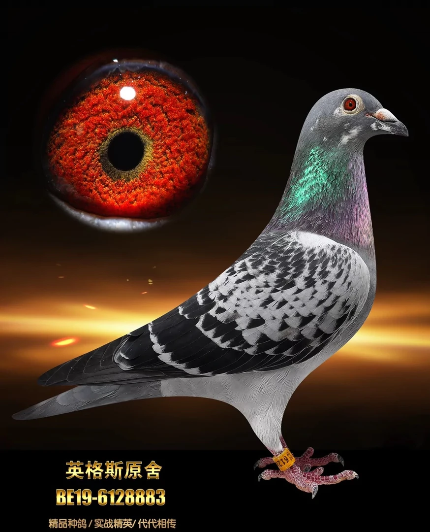 圆环成绩鸽信鸽优质赛鸽
