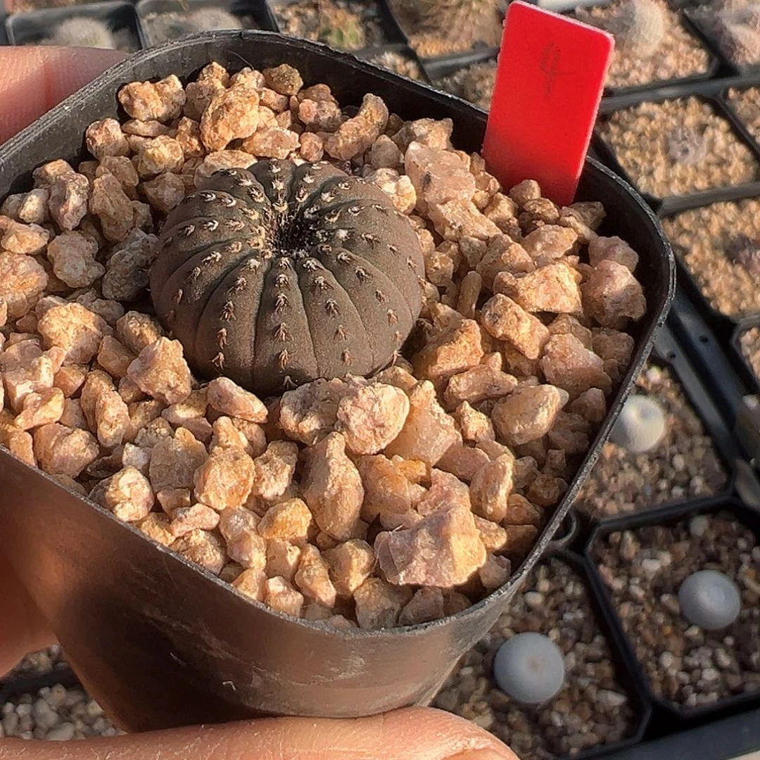 大型士童，子播实生，仙人球，2.5厘米