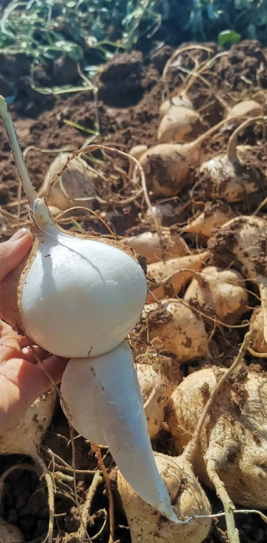 【山货阿秋】贵州新鲜现挖地萝卜凉薯脆甜多汁当季水果