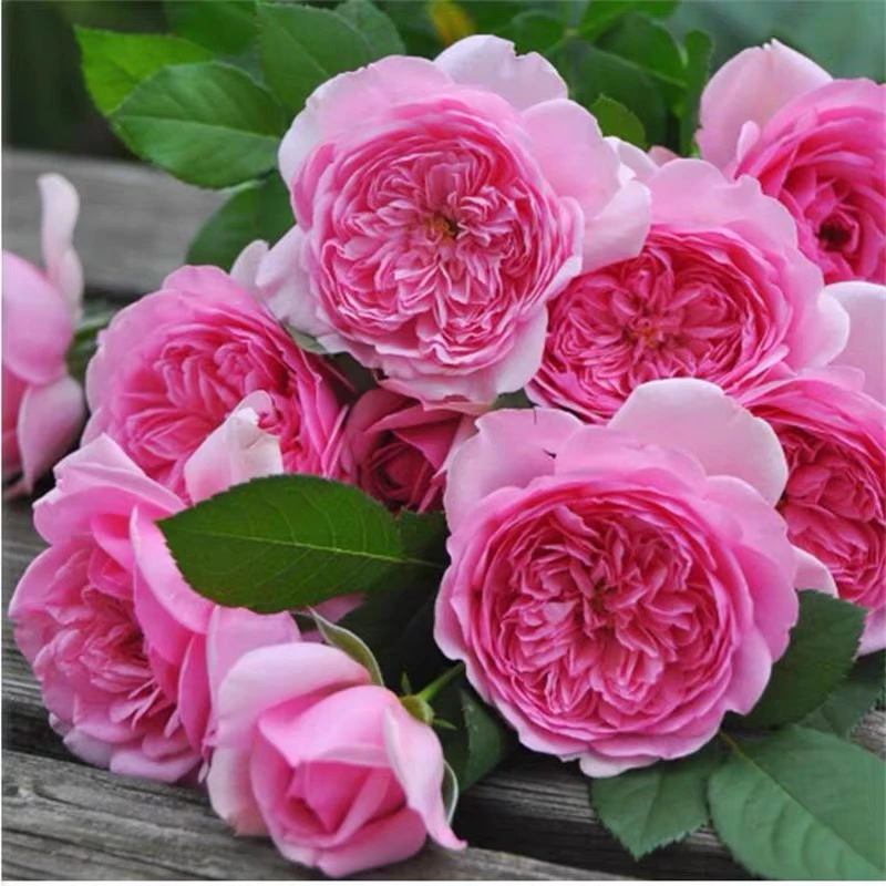 庞巴度玫瑰月季花苗四季开花大花浓香灌木花卉阳台庭院盆栽勤花