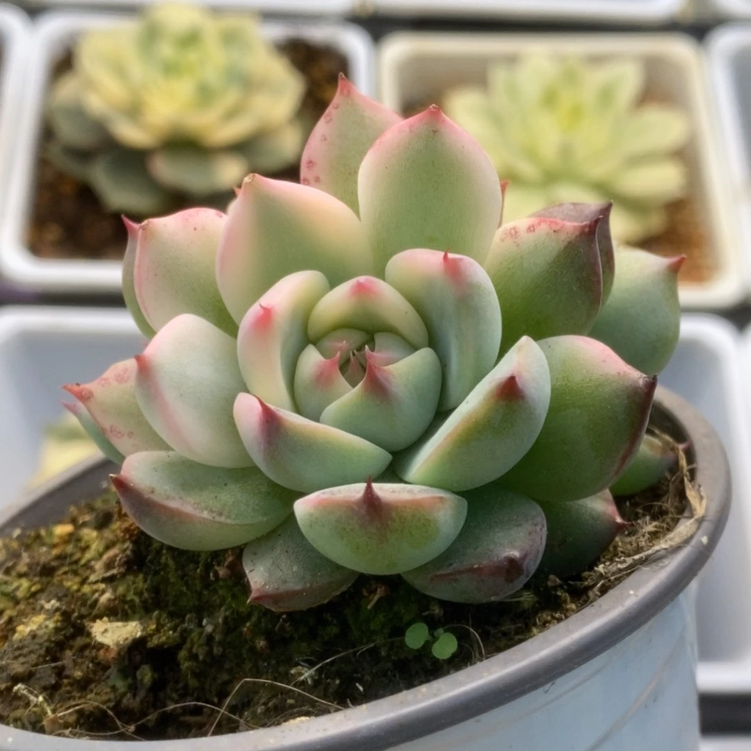 711锦锦锦锦锦锦锦