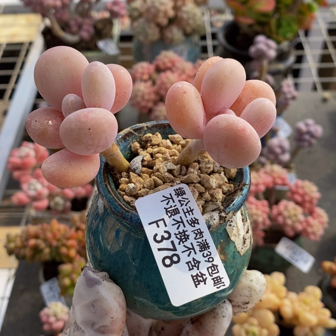 蛋黄奶酪378/7c mo