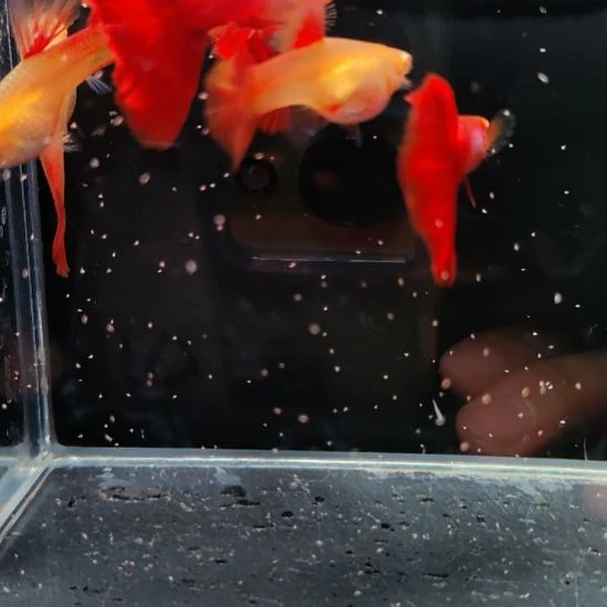 孔雀鱼微瑕新加蓝红尾三对