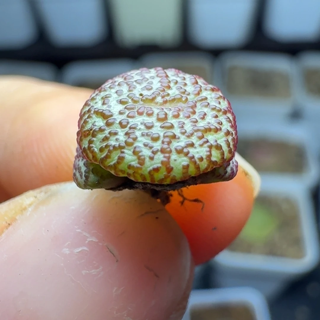 489泡泡安贞1勋章。