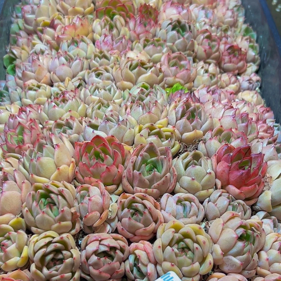 240多肉的小龙虾和小龙虾