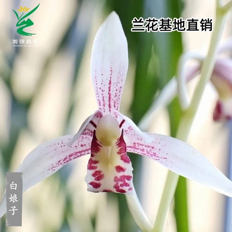 翁源兰花苗四季建兰白娘子铭品浓香型室内好易养绿植花卉盆栽