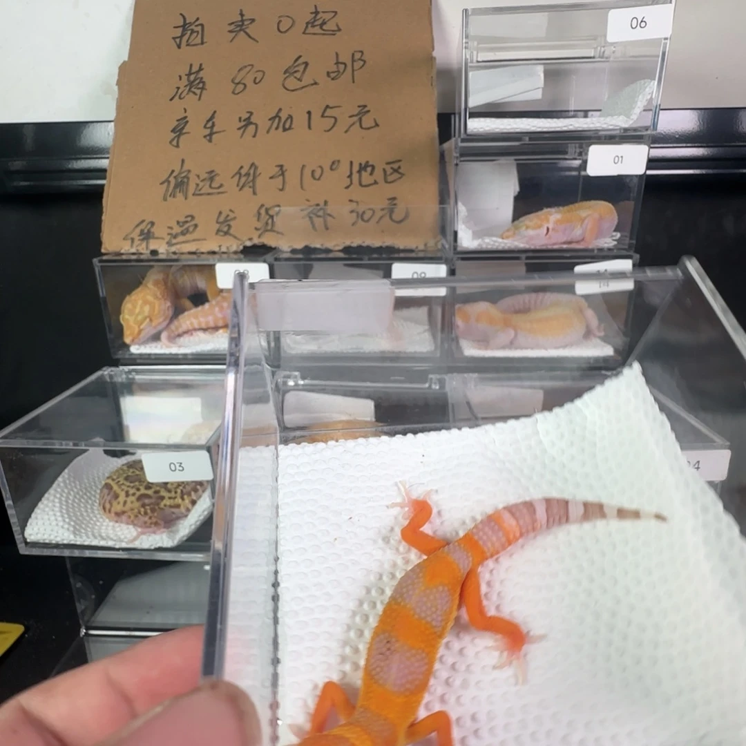 豹纹守宫雨水蜜橘弟弟