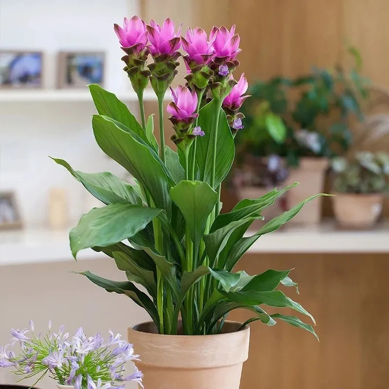 姜荷花 室内观叶植物四季常青盆栽花卉绿植