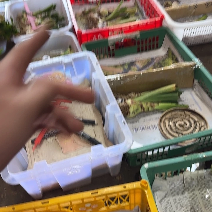 完全开放孤宝仙子，1厘米左右带盆发