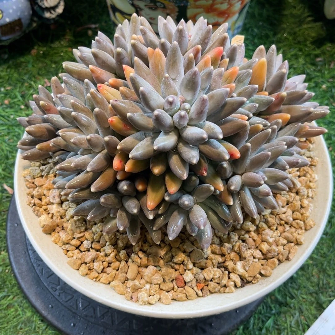 红陶种**森松果美人送果美人