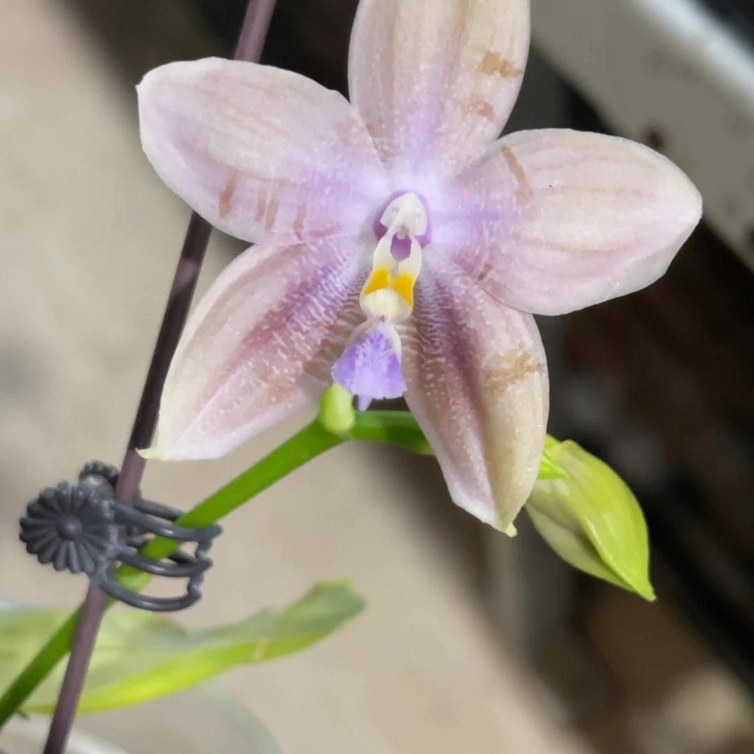 完全开放SWRAJ201-662