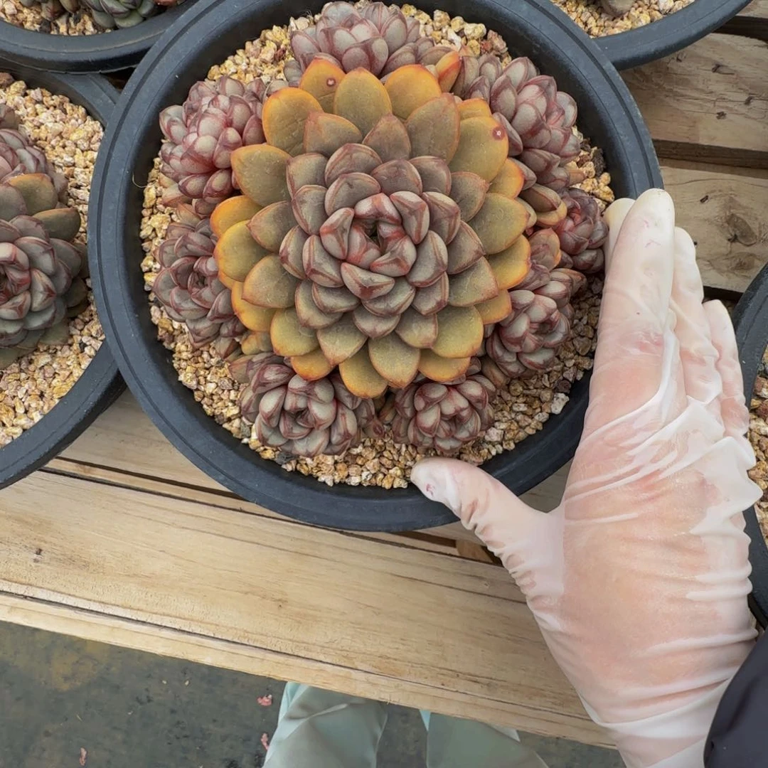 a a a a a a a a a a 213