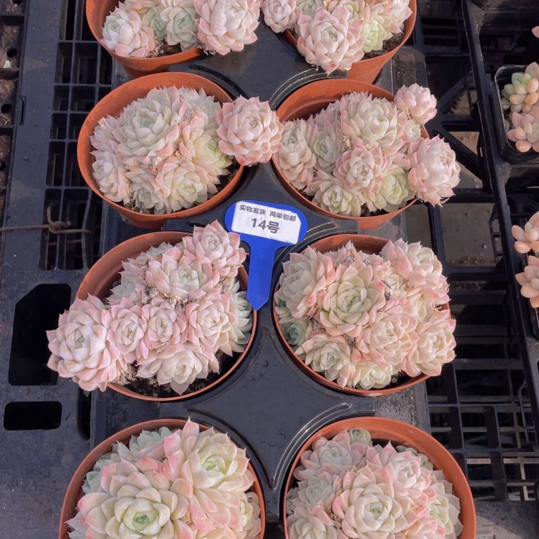 14号白月影大母本群生一个