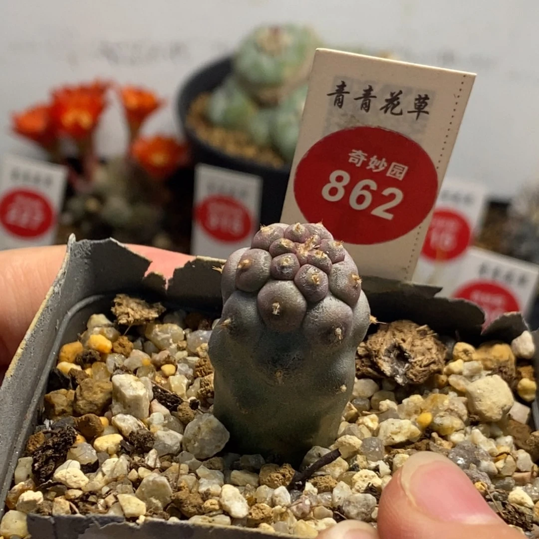实生习志野1.9cm一棵仙人球