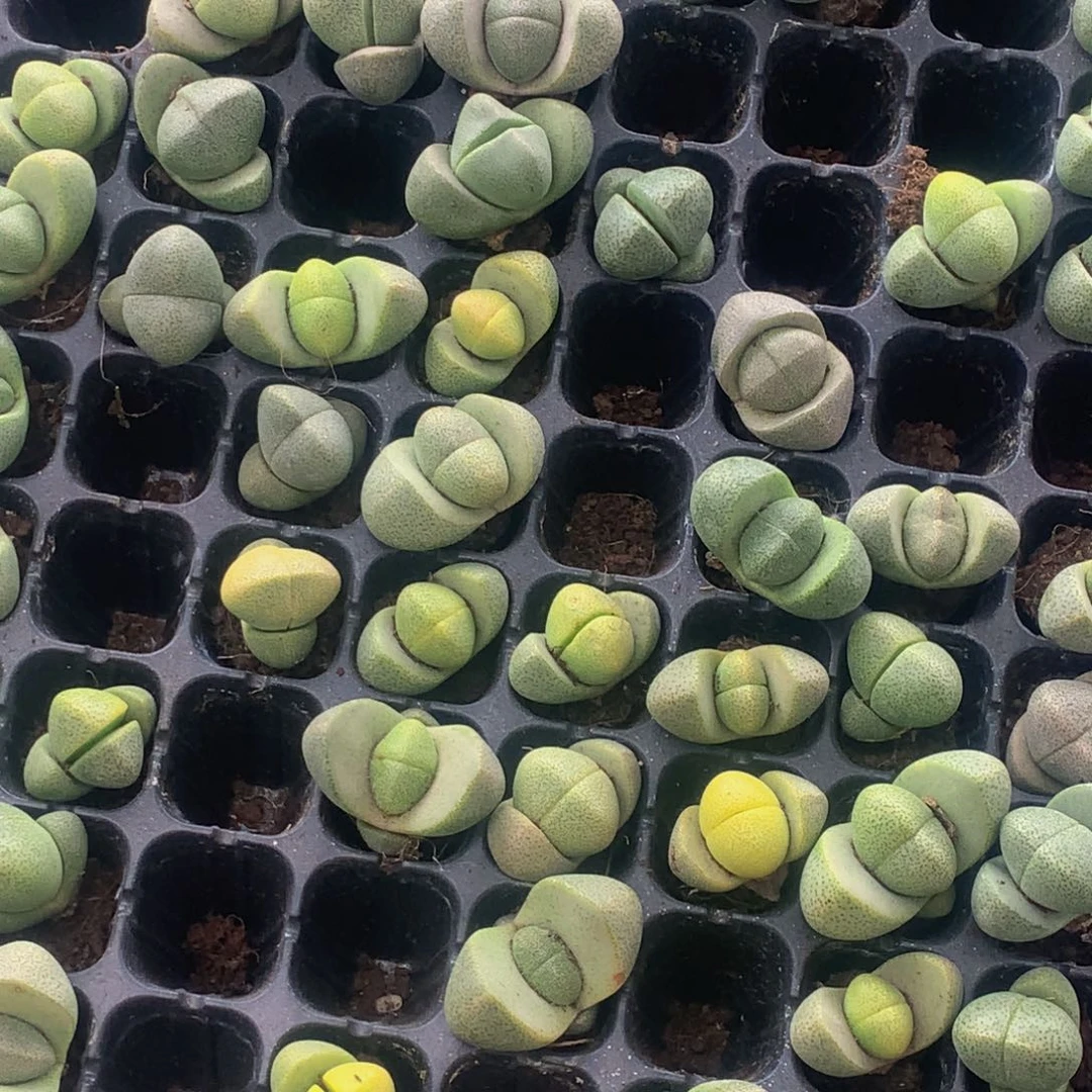 绿元宝。5颗 送2颗 包邮