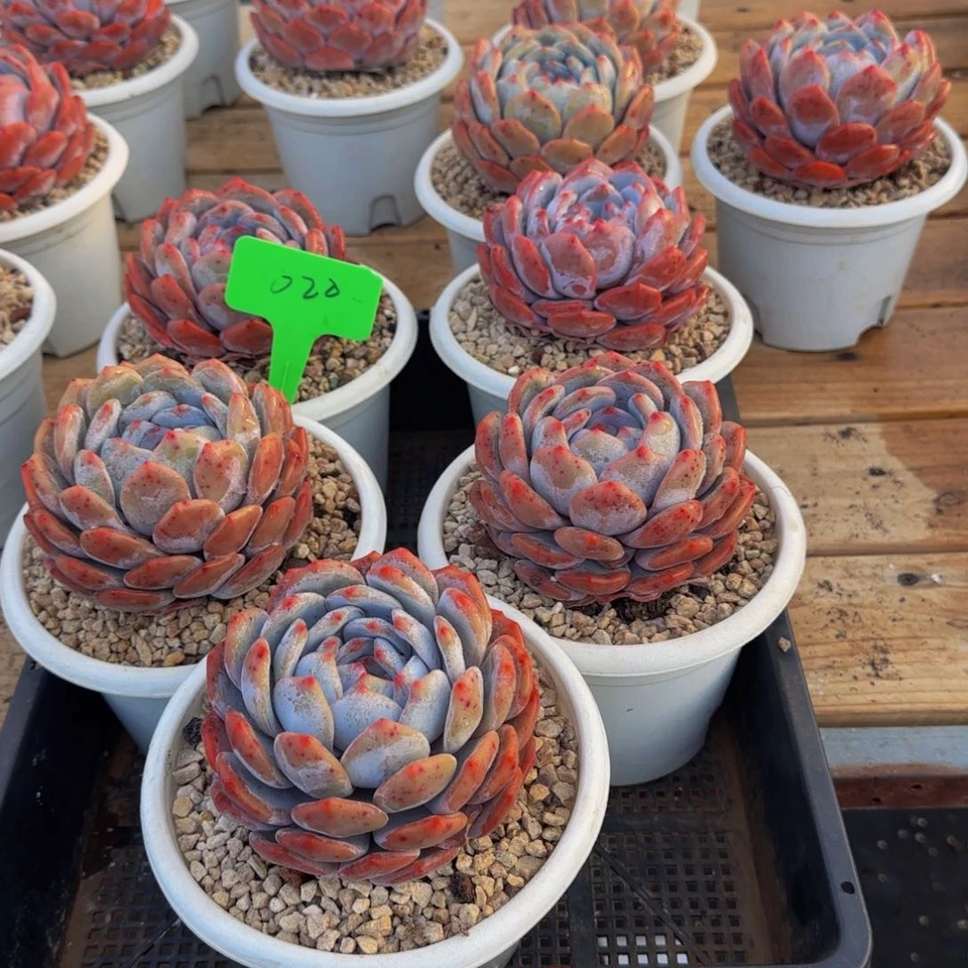 组合套餐编号20号