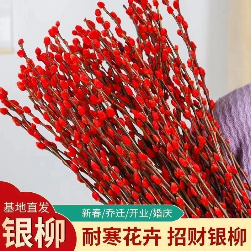 银柳【45cm】真花鲜枝客厅干花摆件喜庆红年宵花银柳耐寒花卉装饰