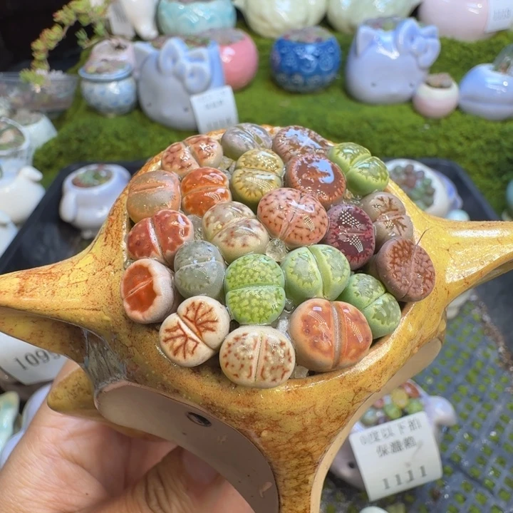 多肉植物开播福利冲1115