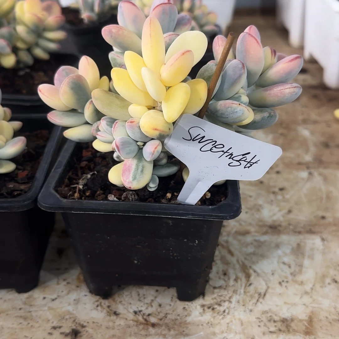 •****甜乒乓福娘锦差价甜