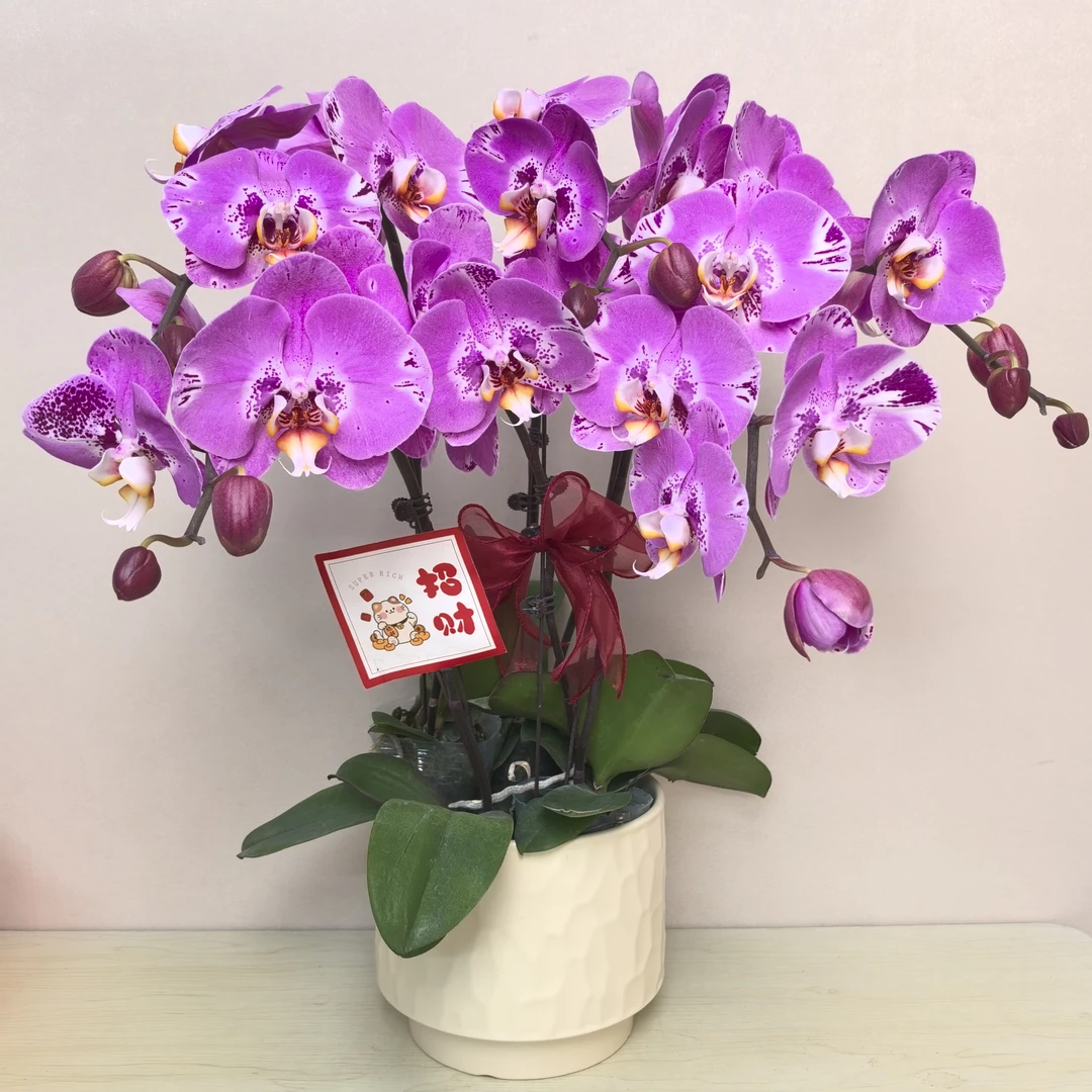 蝴蝶兰《藏宝图》特殊色系 精品高端 室内花卉  基地直发