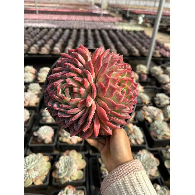 20#巨无霸号双头红鸾多肉植物前男友精品多肉A491