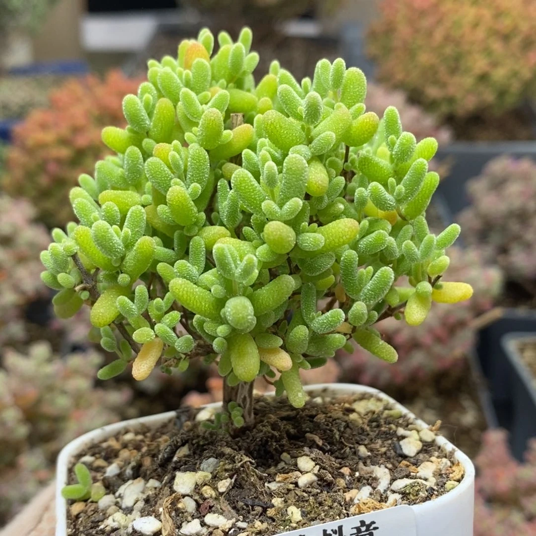 蜜橘糖球5307枝干番杏