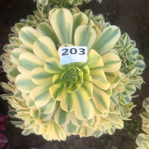 法师金丝18-22多肉