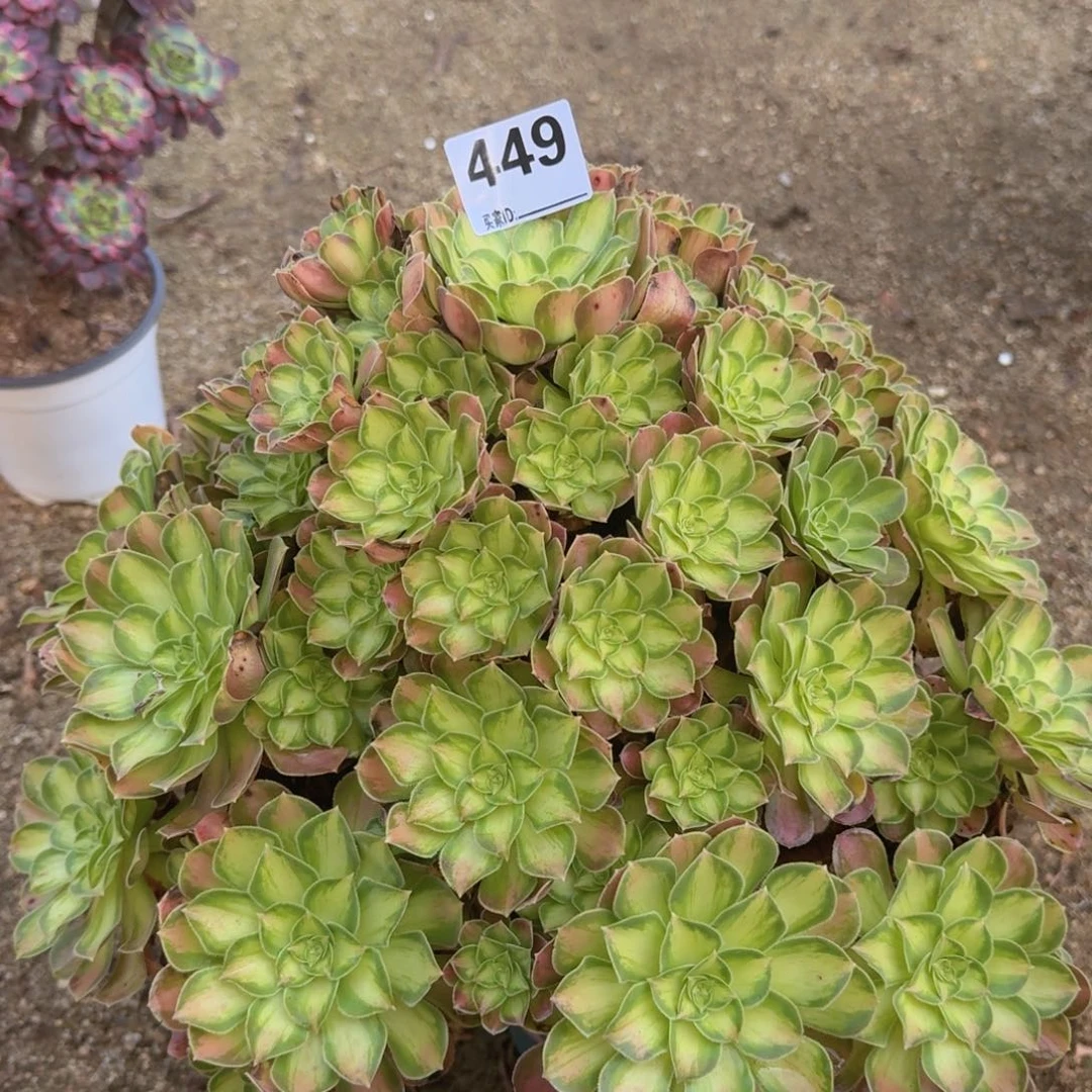 449韶华多肉植物