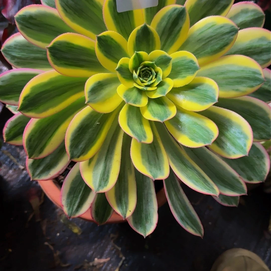 心**途617多肉植物法师