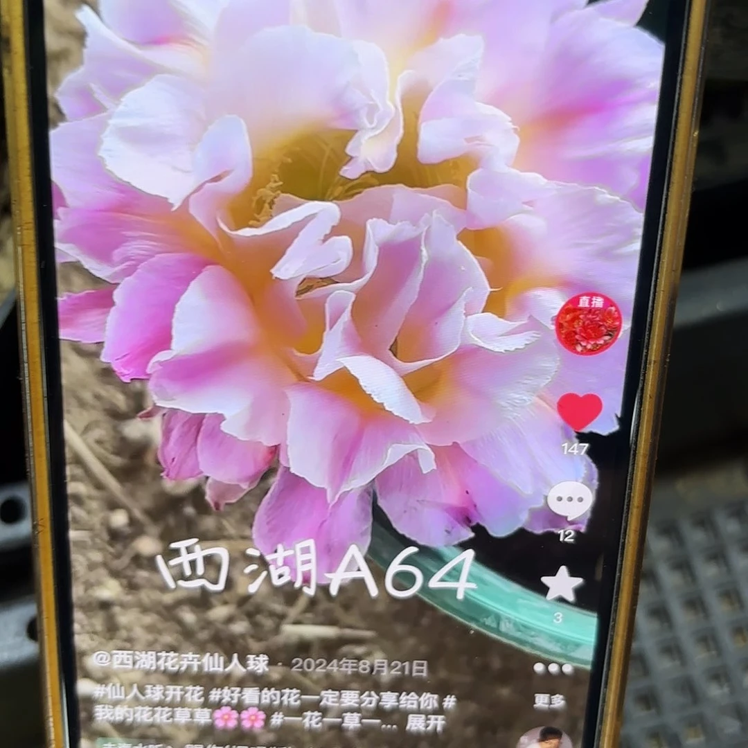 A64彩侧牙20包邮仙人球23