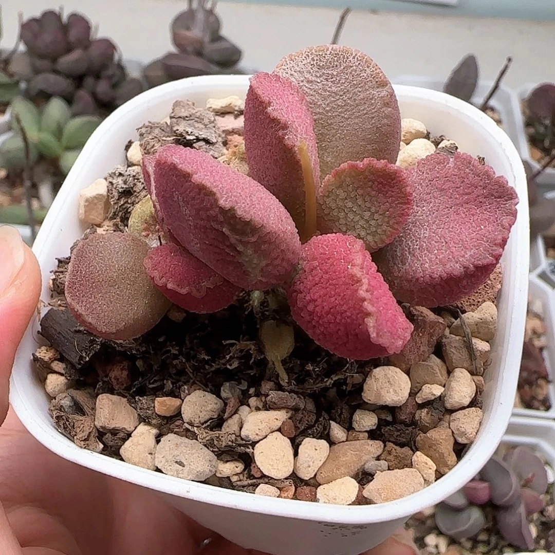 玉环水泡多肉植物水泡