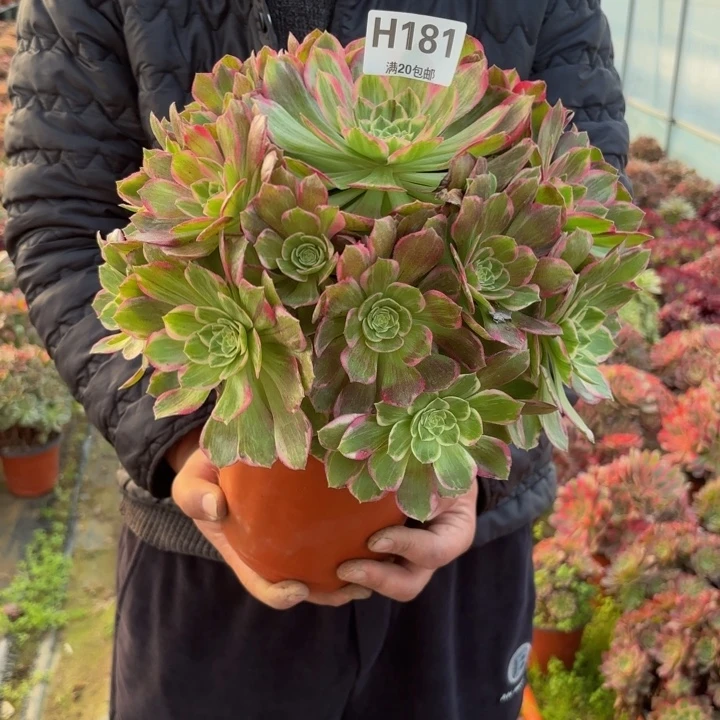 瑞妈，。。。。。181水蜜桃，