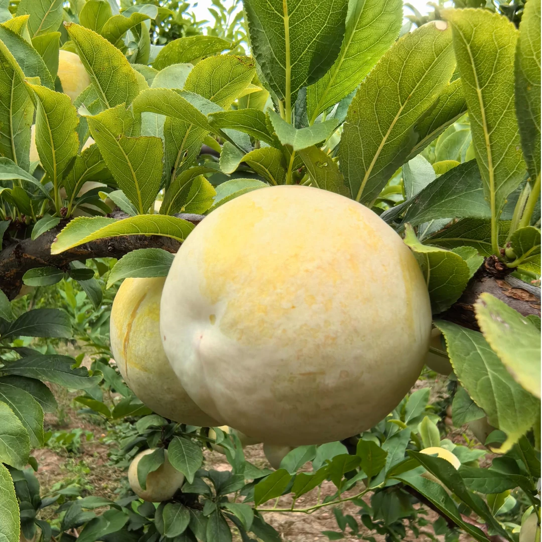 山碑情太行山稀有品种恐龙蛋红心超甜超爽口应季水果