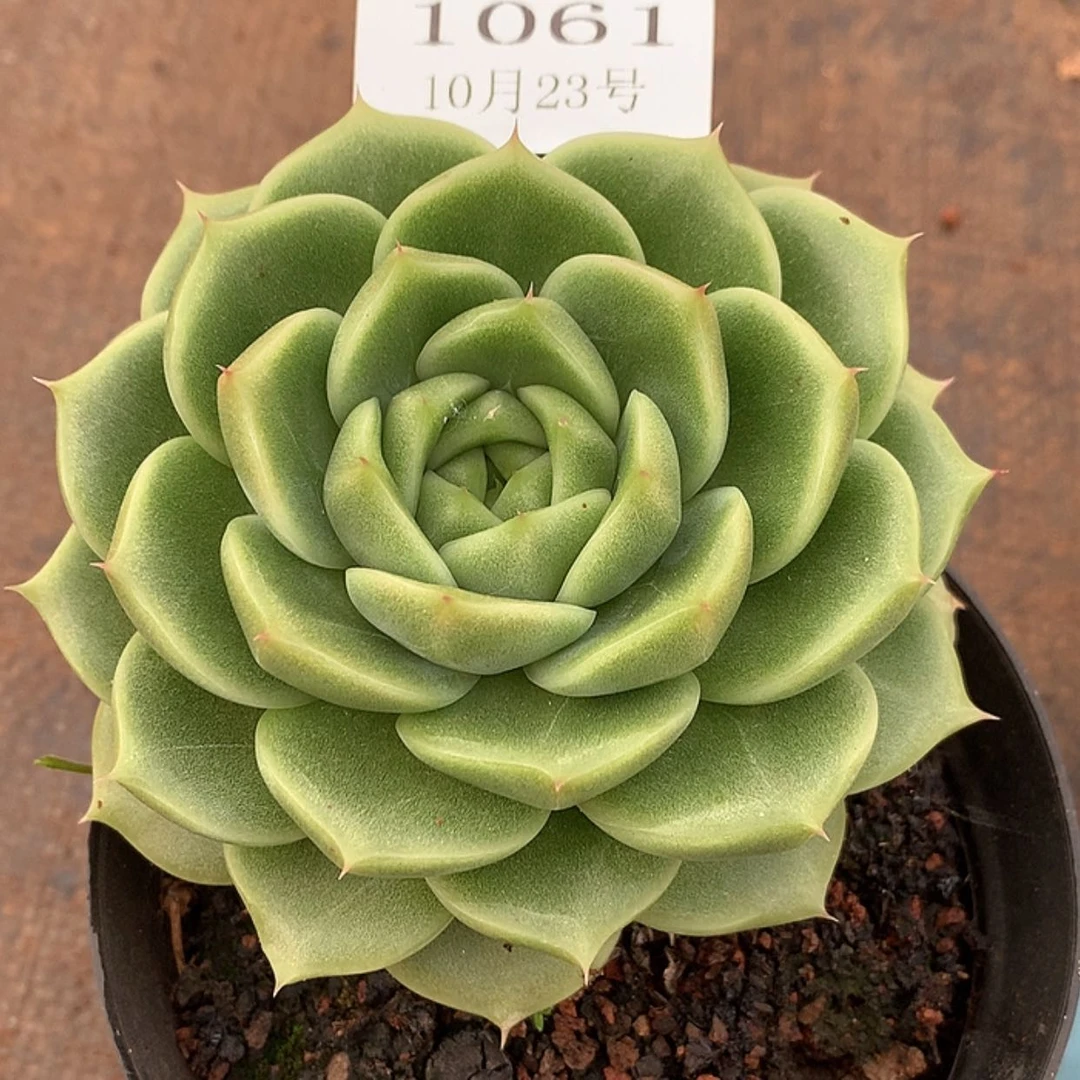 【闪购商品】云1061号线