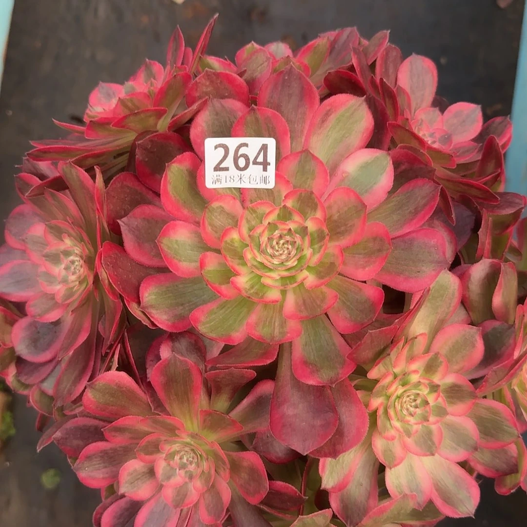 264云合捧花福利发货