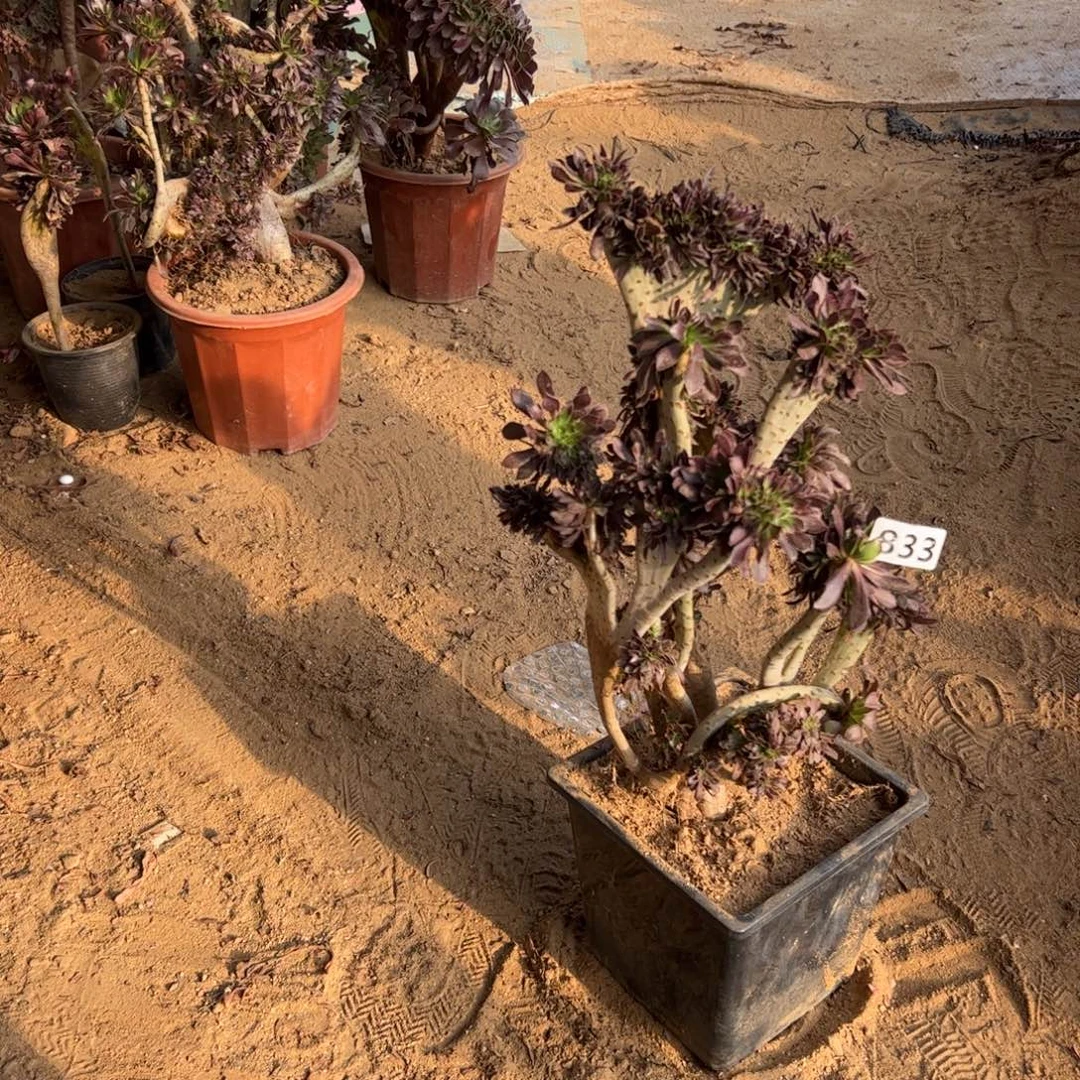 有伤黑缀833高度38厘米