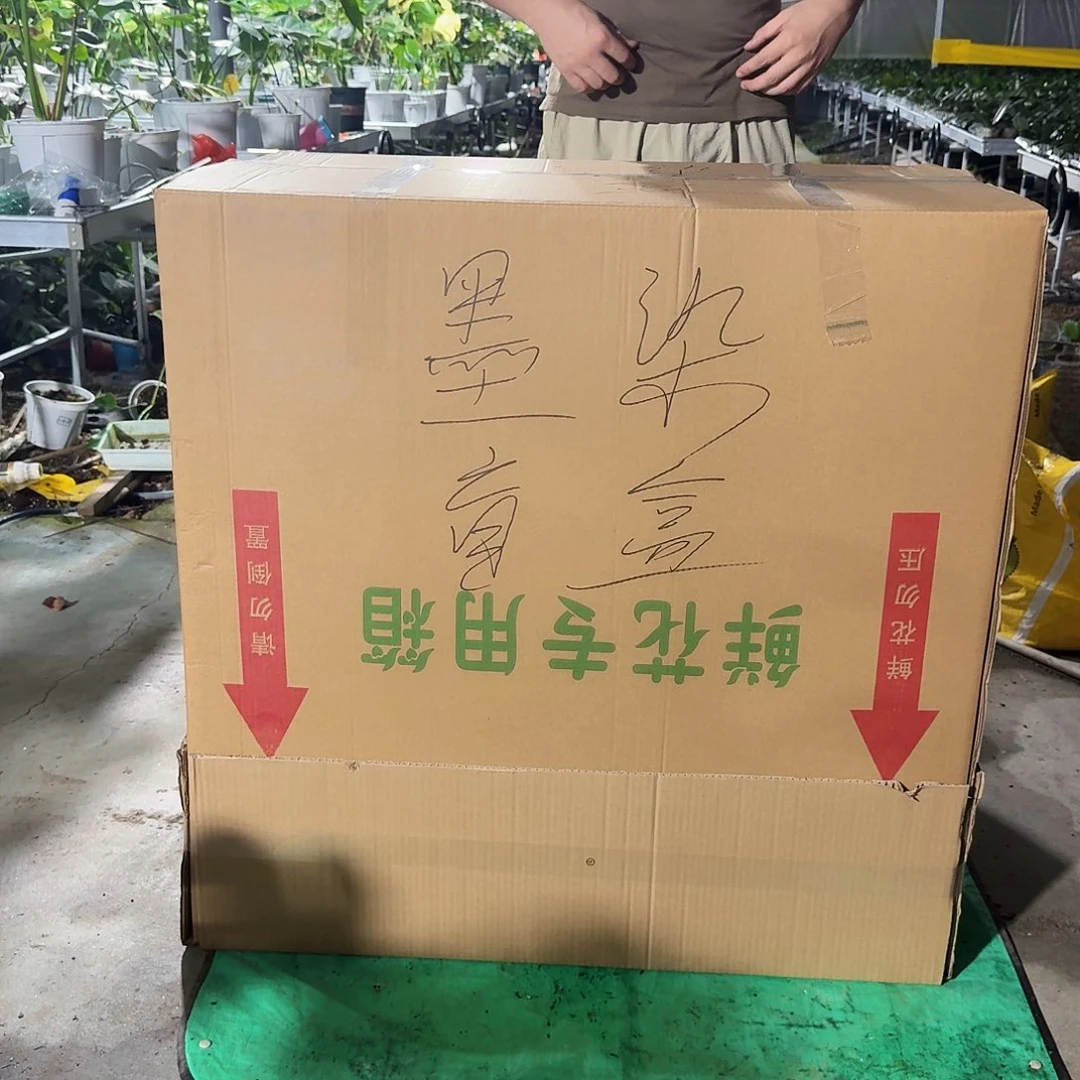 叁***玖无花朵龟背竹一物一拍
