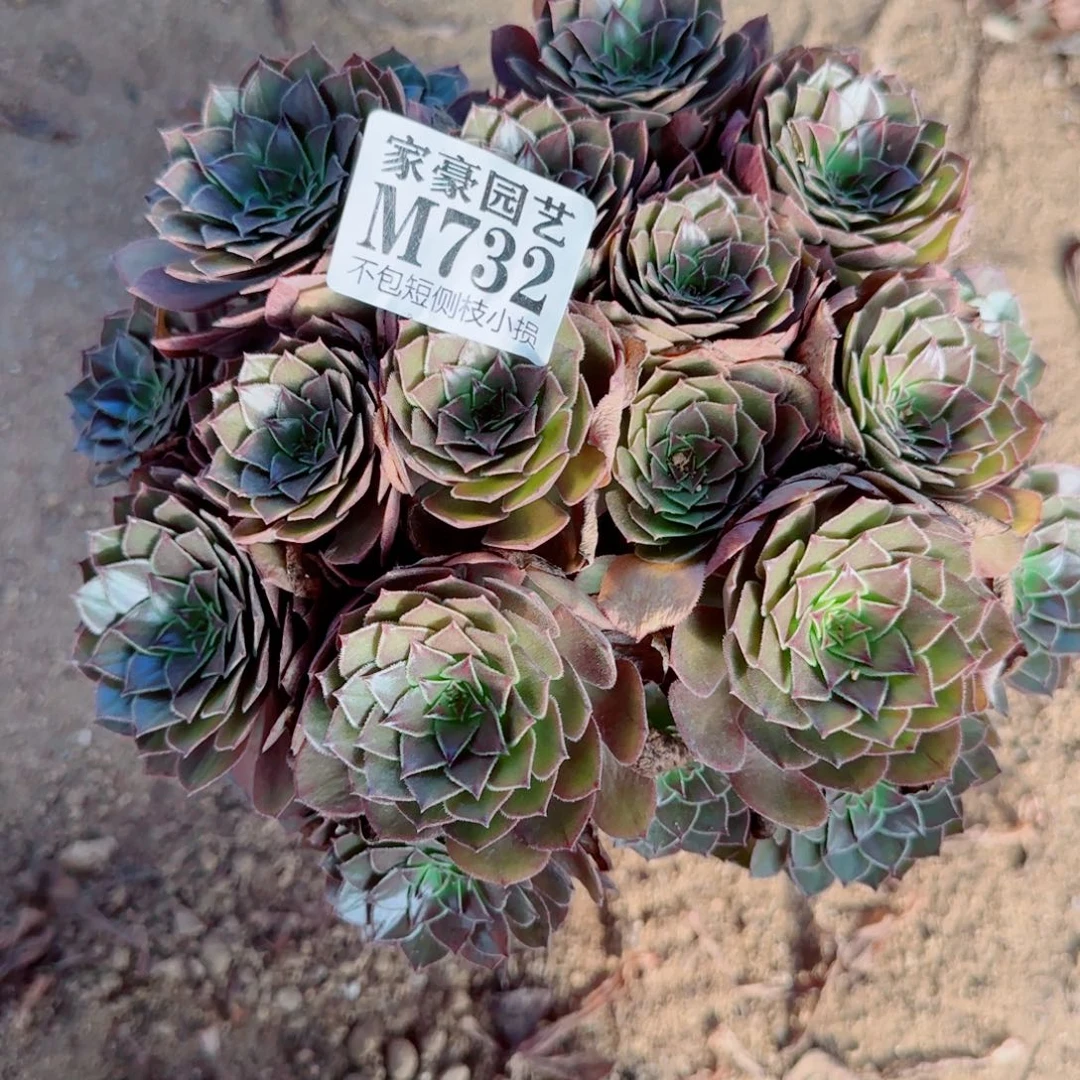 红魔玫瑰732冠幅20