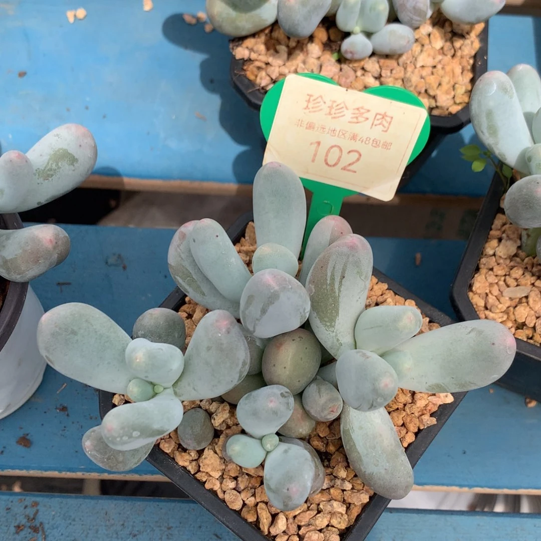 米可奶无砍平头102