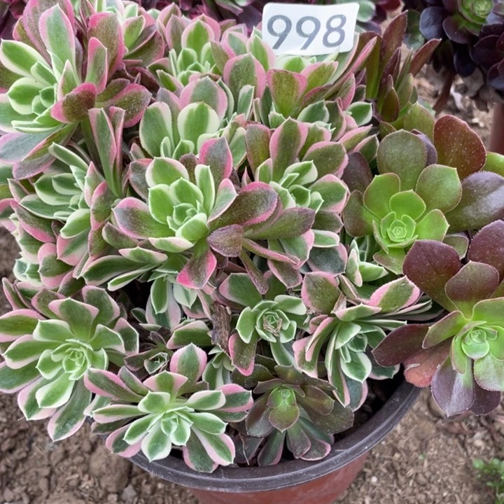 998多肉植物白凤有砍