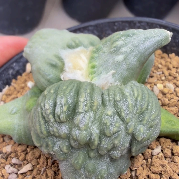 捡漏猛男家的血怒苗