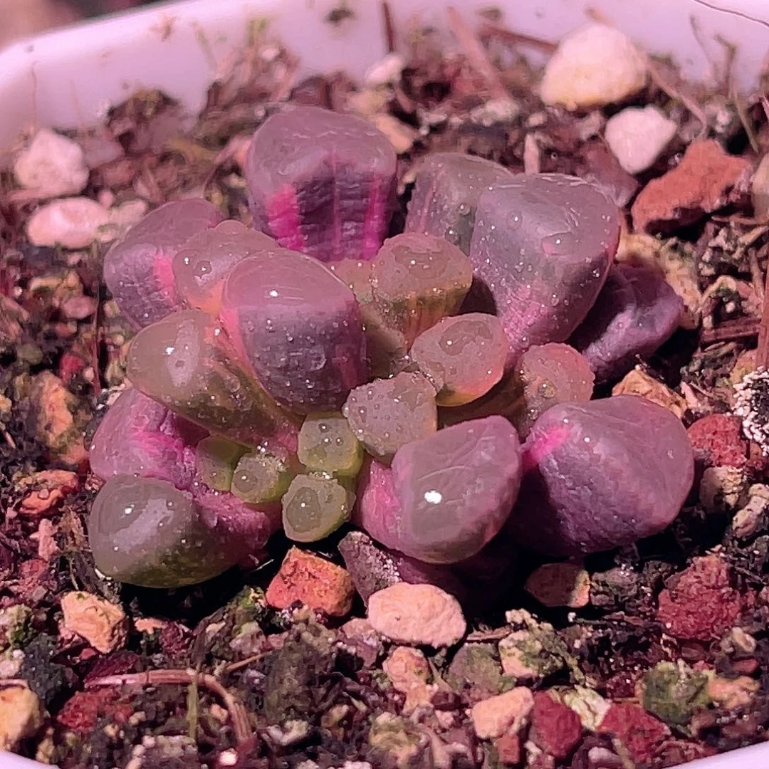 尚品园艺福利锦8253