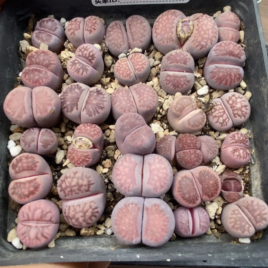 0616紫菊一盒带盒发货