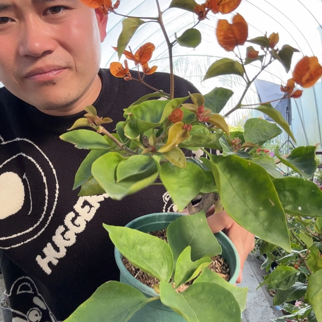 完全开放三角梅29号