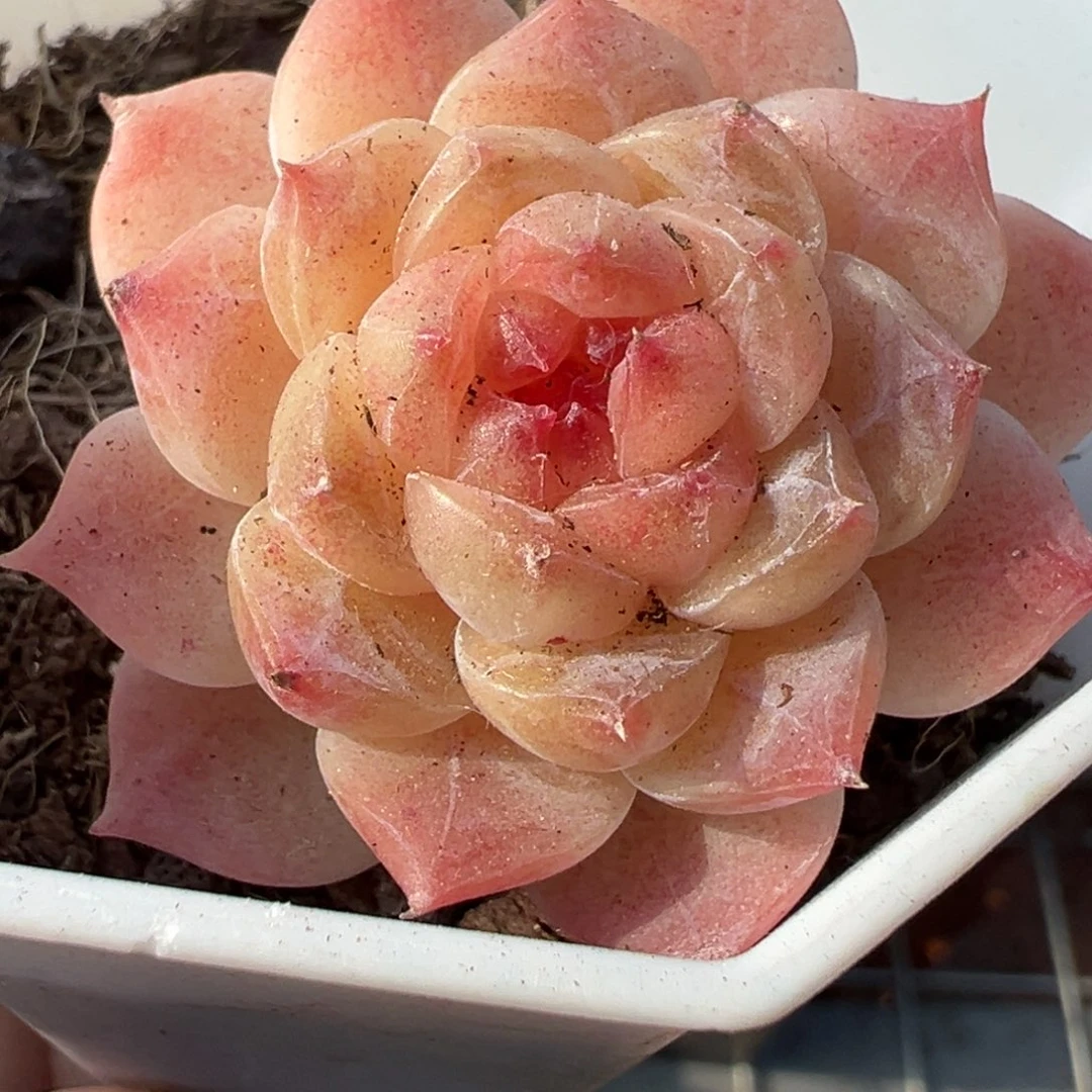 小卡拉米糖心一物一拍