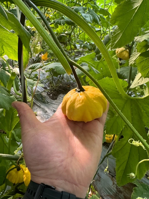 墨西哥七彩疙瘩葫芦纯手工家用陶瓷户外创意