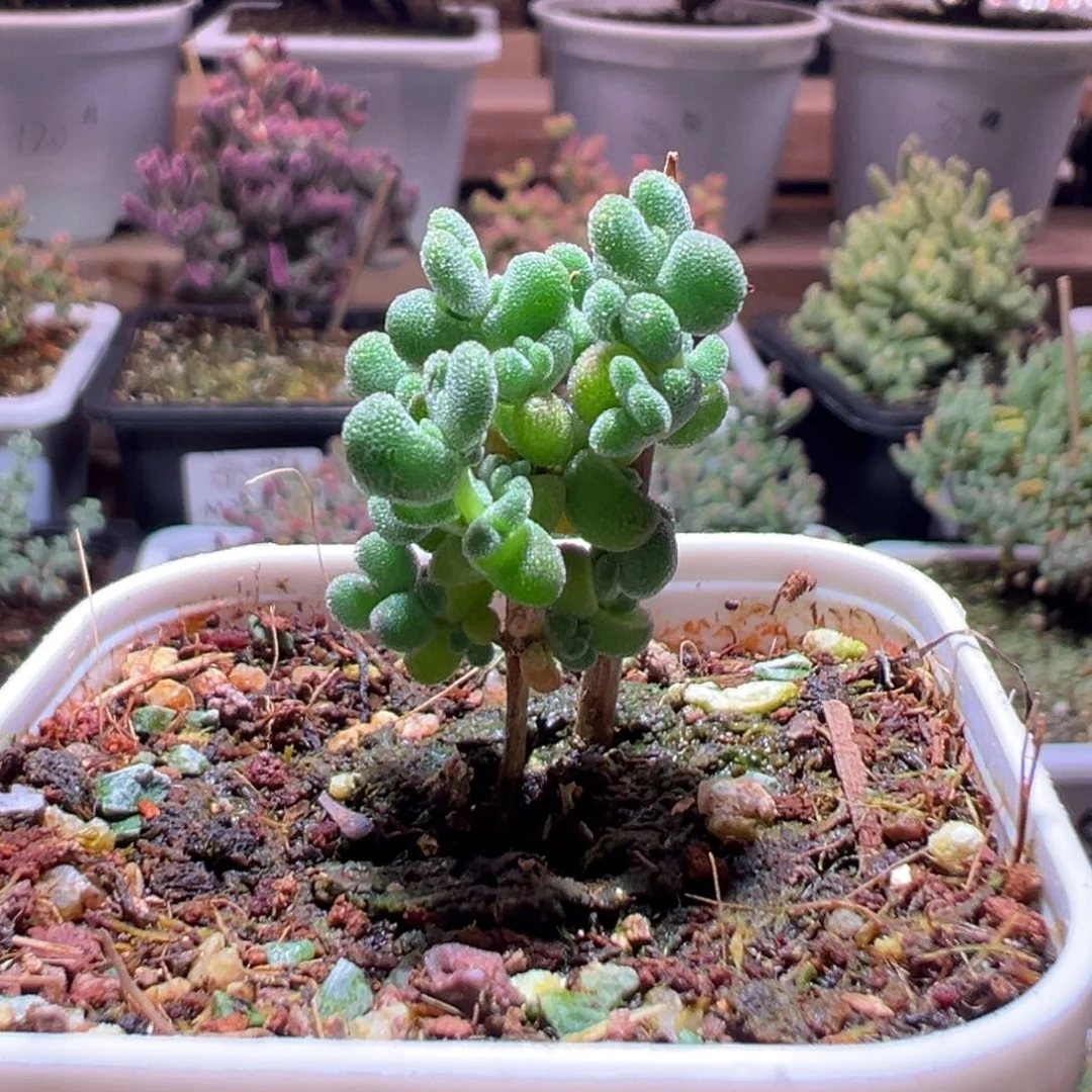 147薄荷莱斯一物一拍包开箱