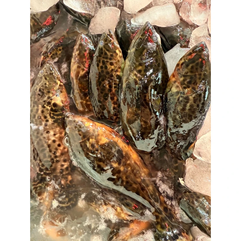 新鲜海鱼野货石斑鱼 石斑