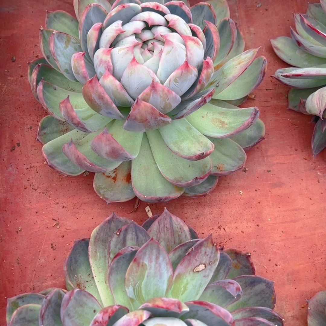 耳***玉精品多肉大包子脸惊鸿