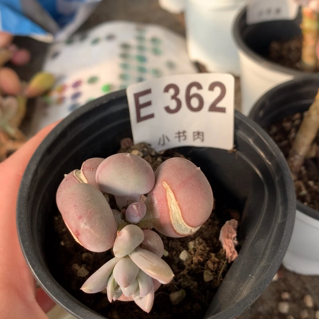 小屁桃E362特价产品不包售后